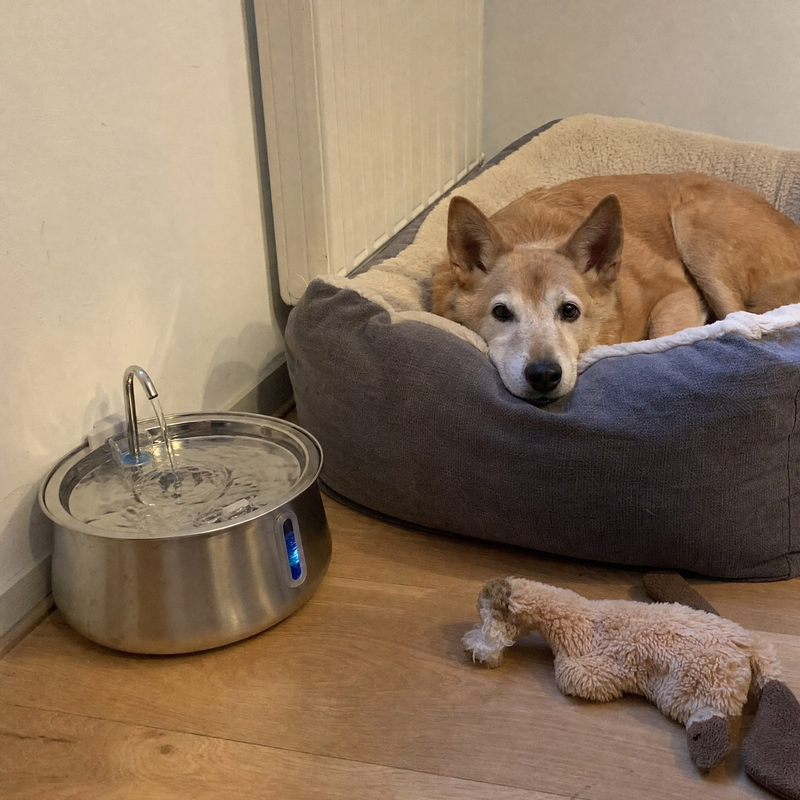 Trinkbrunnen neben dem Hundebett