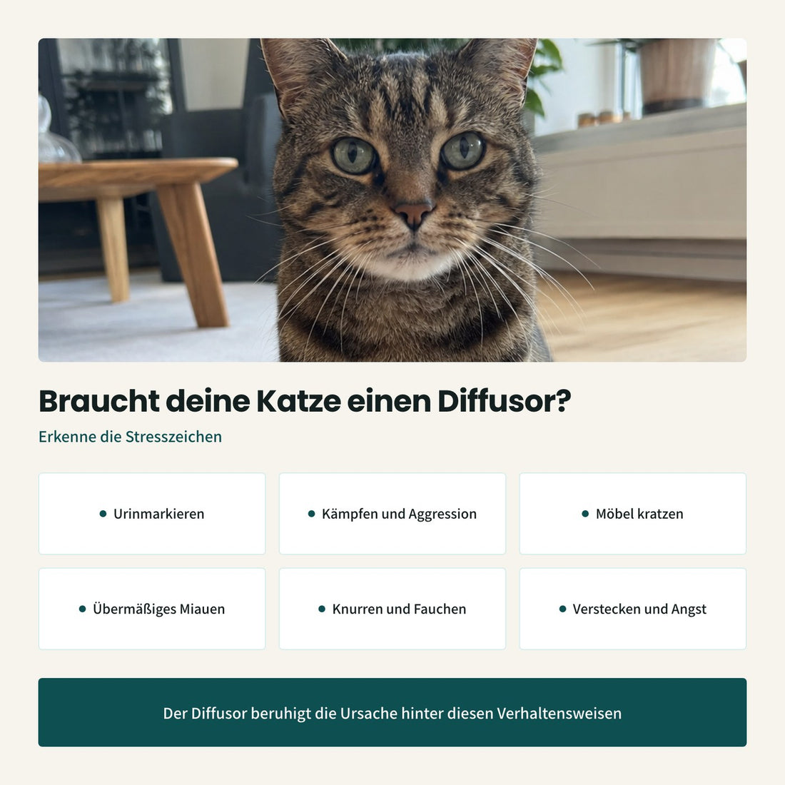 Sechs Stresszeichen bei Katzen