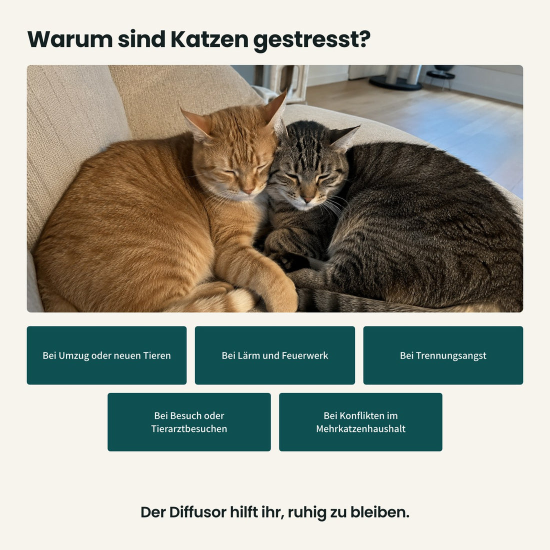 Warum Katzen gestresst sind